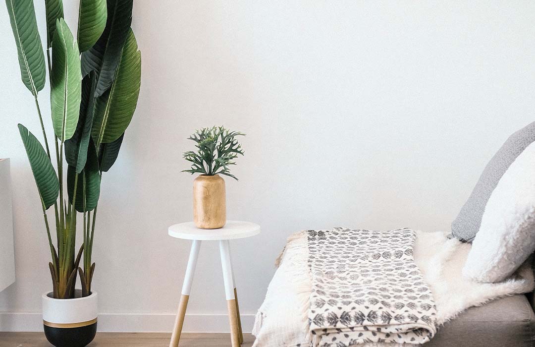 plantes d'interieur