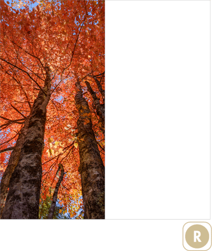 Sogal Colors Automne