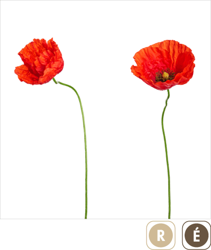 Sogal Colors Coquelicot