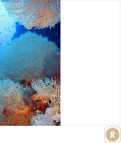 Sogal Colors Fonds marins