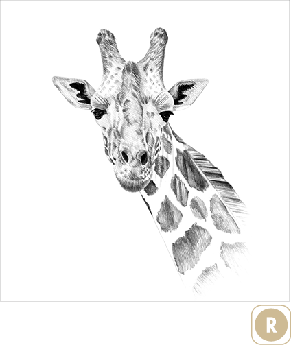 Sogal Colors Girafe